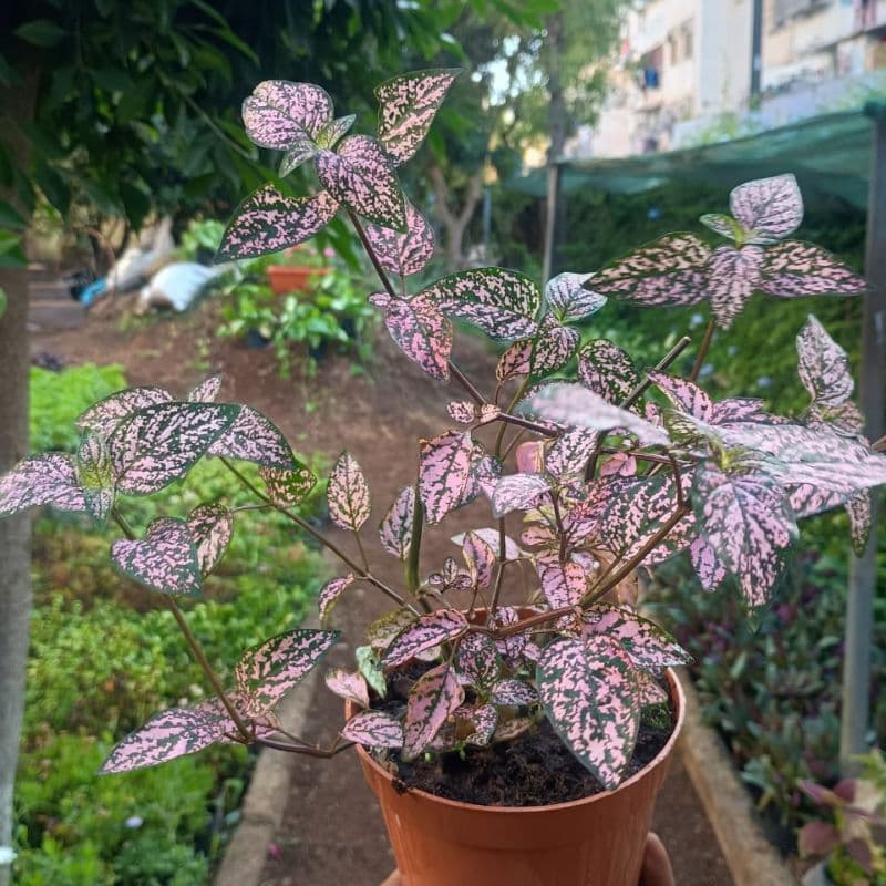 Hypoeste Rose