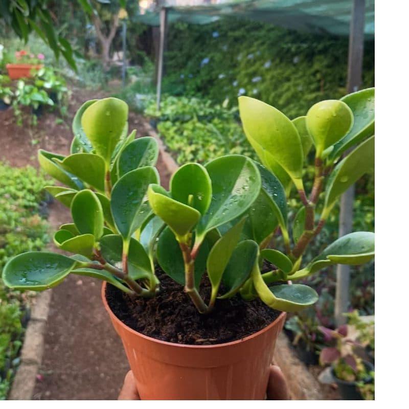 Peperomia obtusifolia