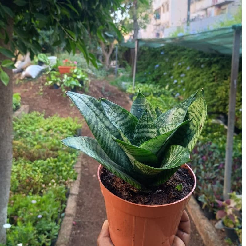Sansevieria Naine