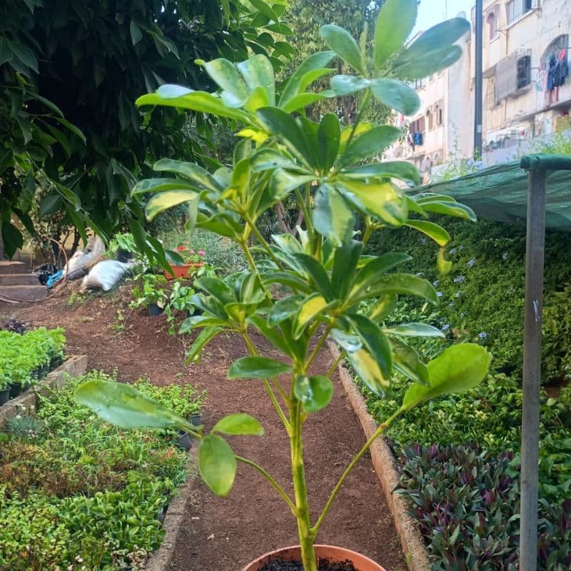 Schefflera arboricola