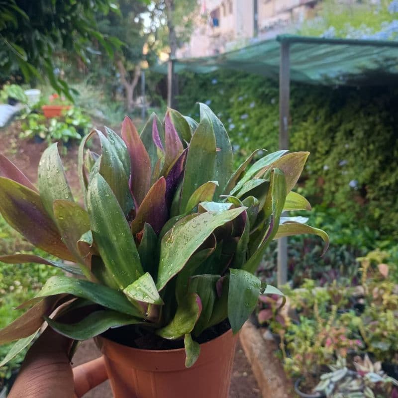 Tradescantia spathacea